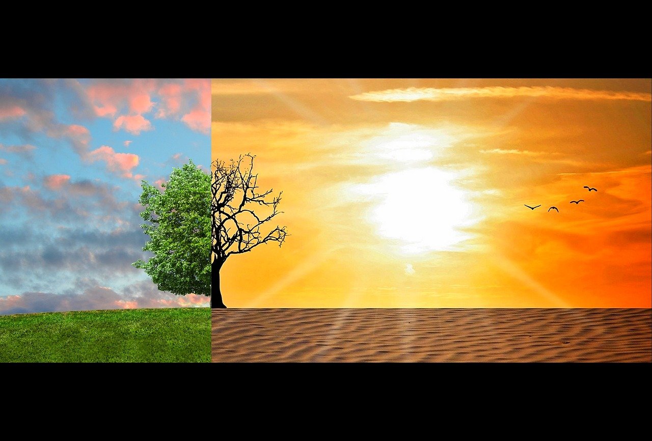 To the left of the image, there is a healthy tree surrounded by grass over a sunset backdrop and to the right of the image, there is a dried out tree in a desert with blaring sun as a background.